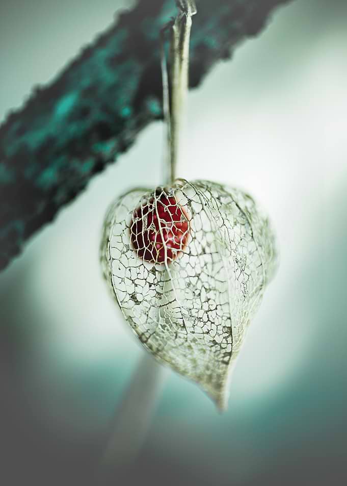Amour en Cage