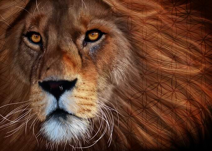 King Lion