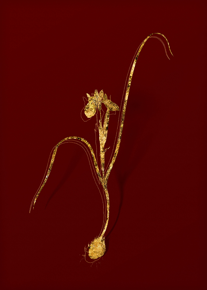 Gold Flora on Red