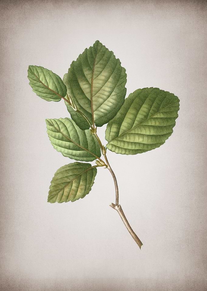 Vintage Witch Hazel