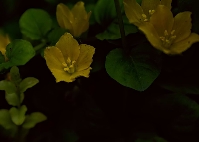 yellow flowers in garden