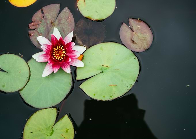 Pink Water Lily