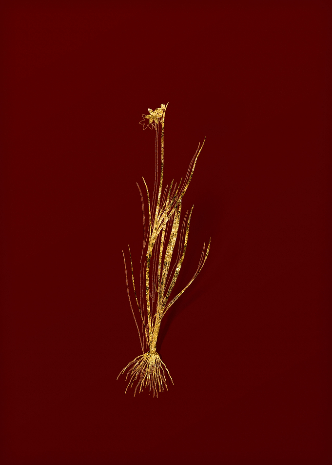 Gold Flora on Red