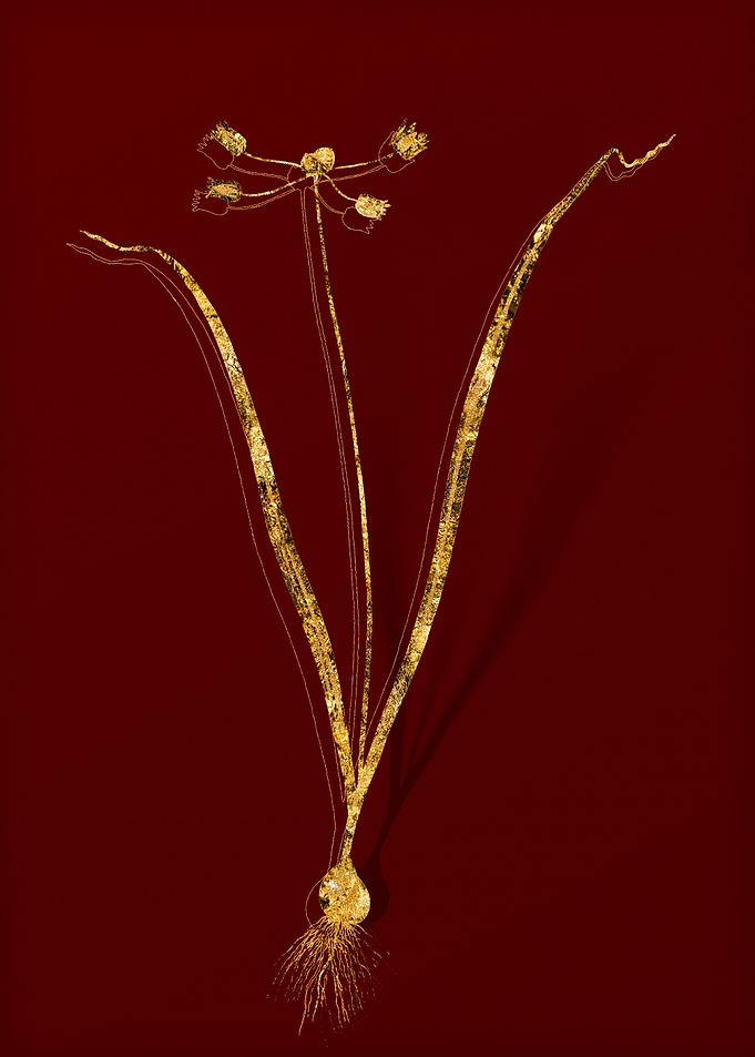 Gold Flora on Red