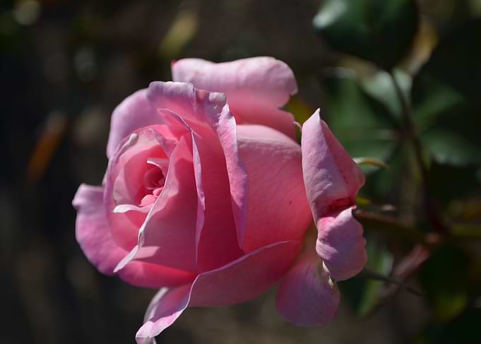 Pink Rose Florida