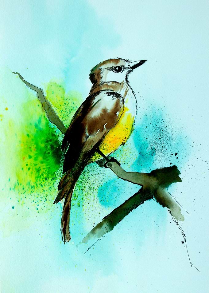 Bird: The Great kiskadee
