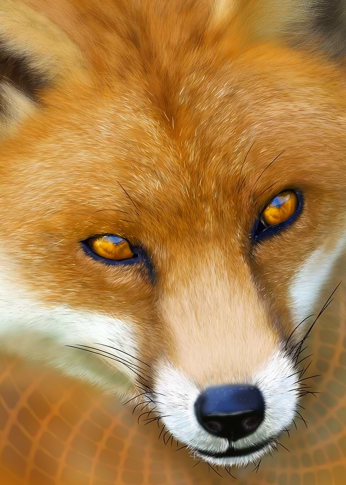 Red Fox