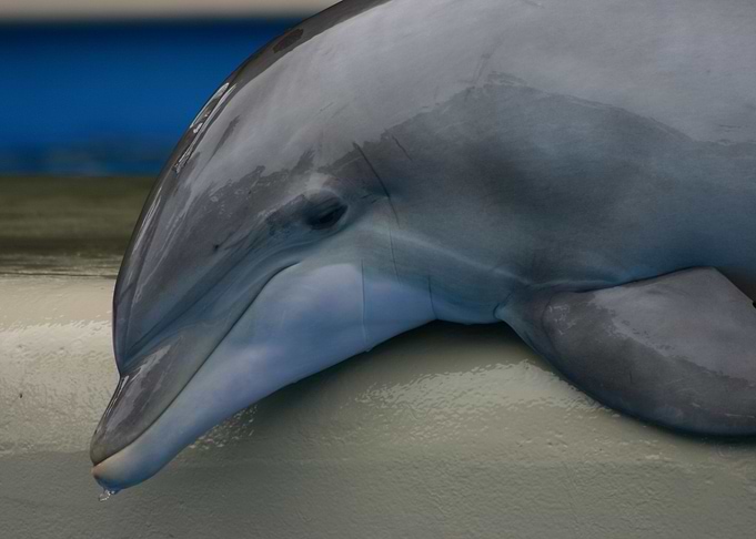 Dolphin