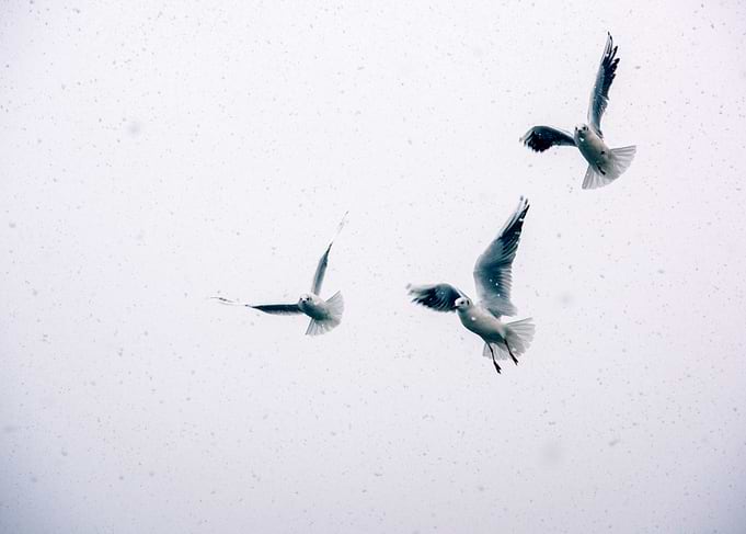 Seagulls