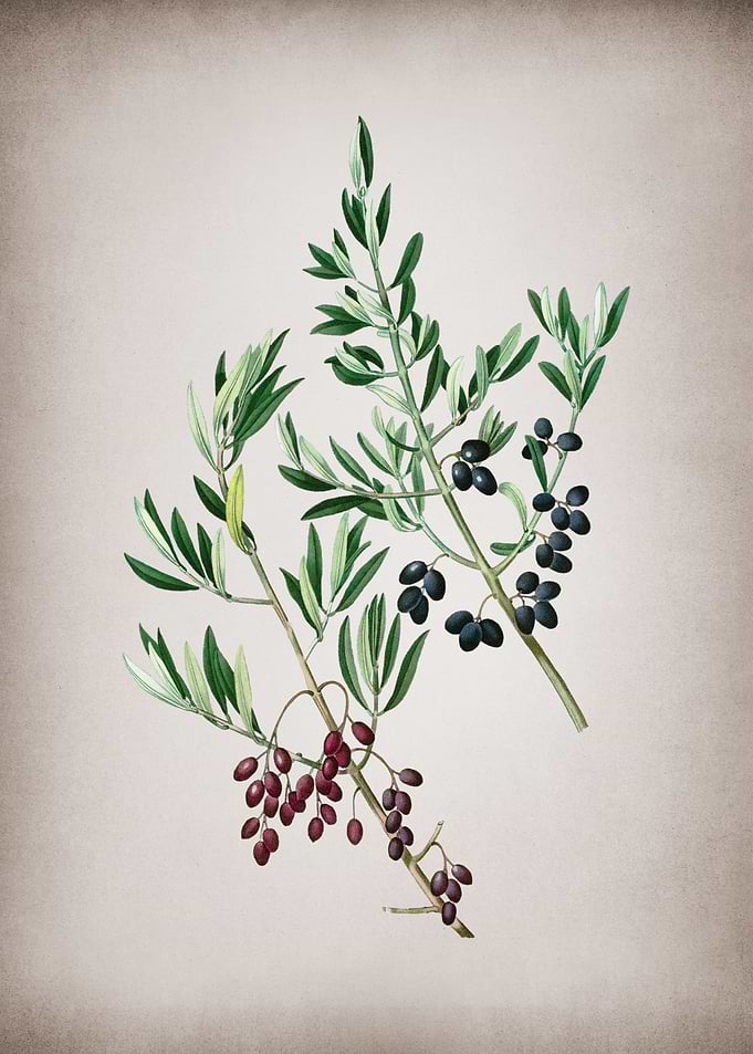 Vintage Wild Olive
