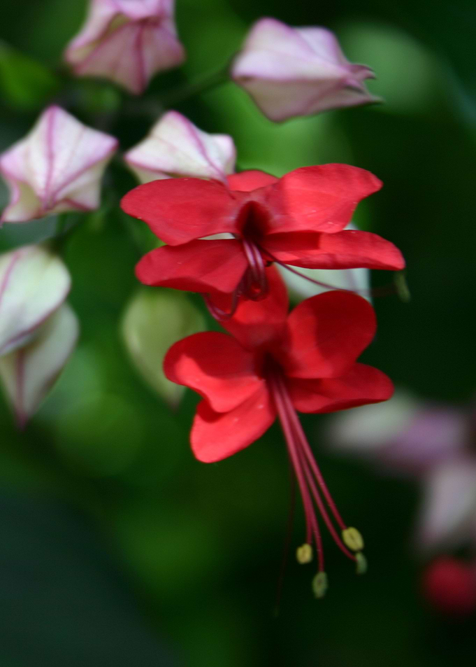 Fuschia