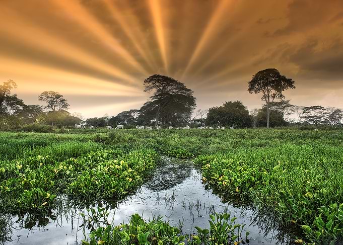 landscape