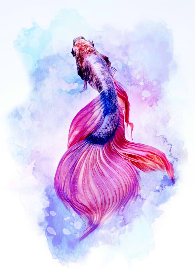 Betta Splendens Fish