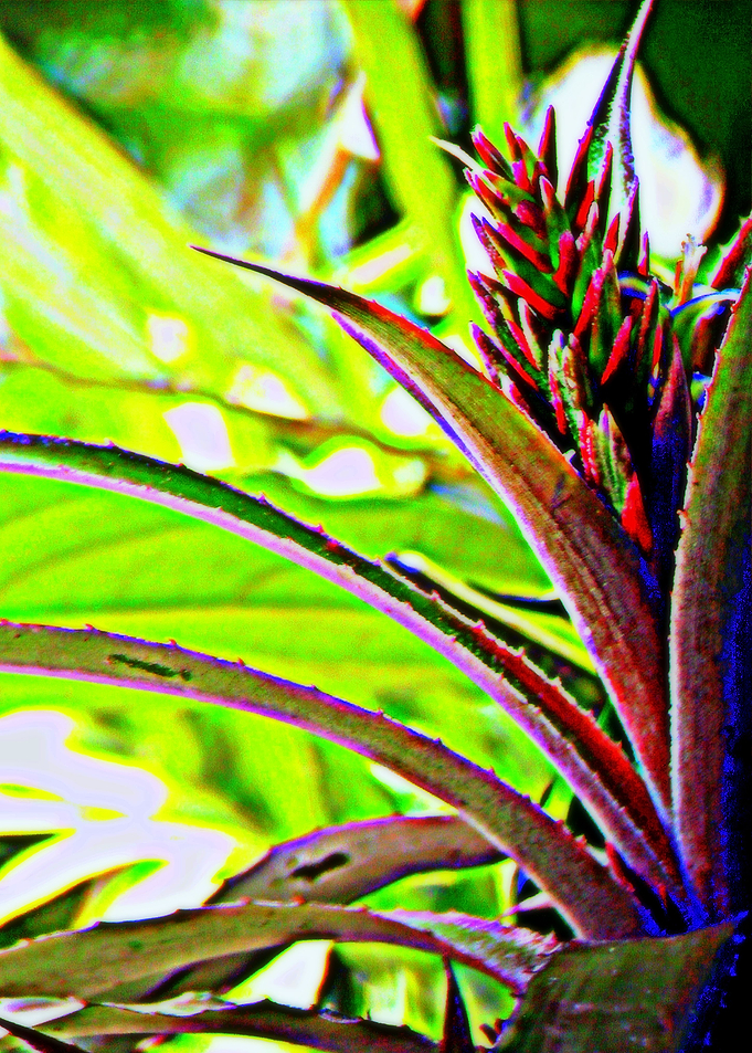 Pinyalak 2