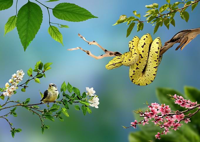 Snake and bird