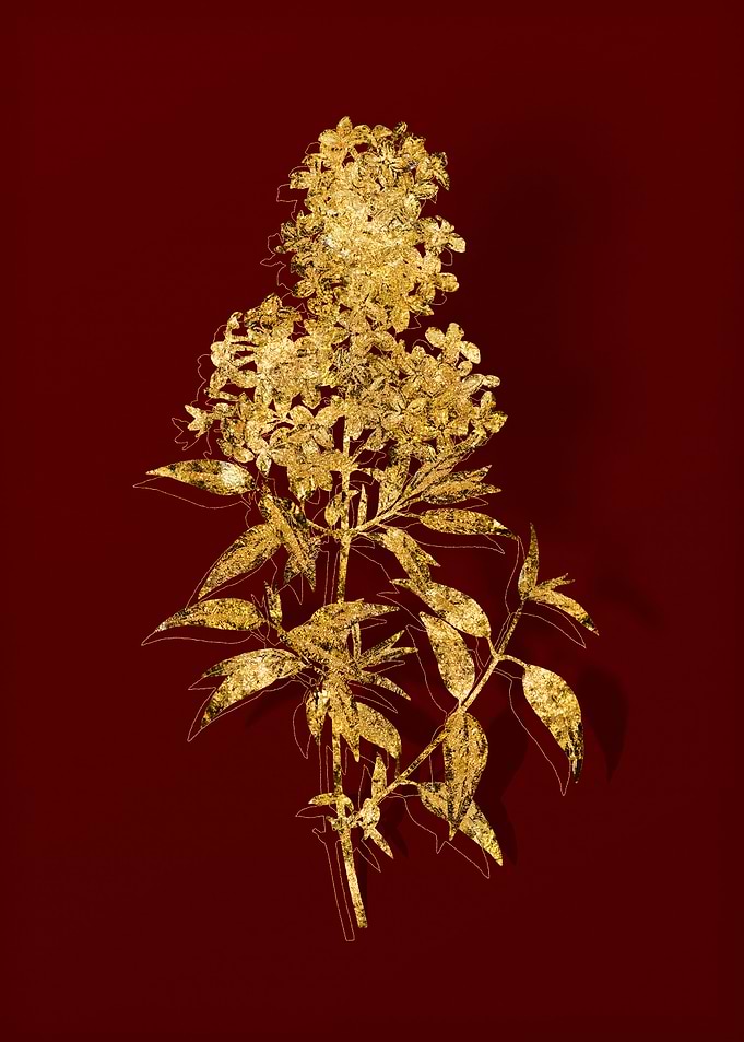 Gold Botanical on Red