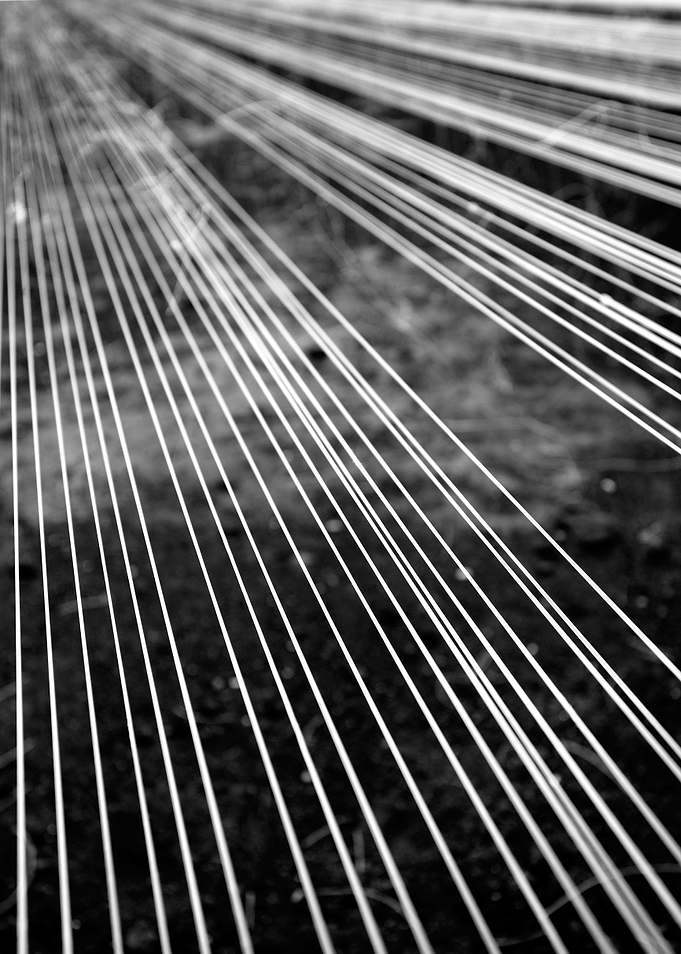Fishing lines