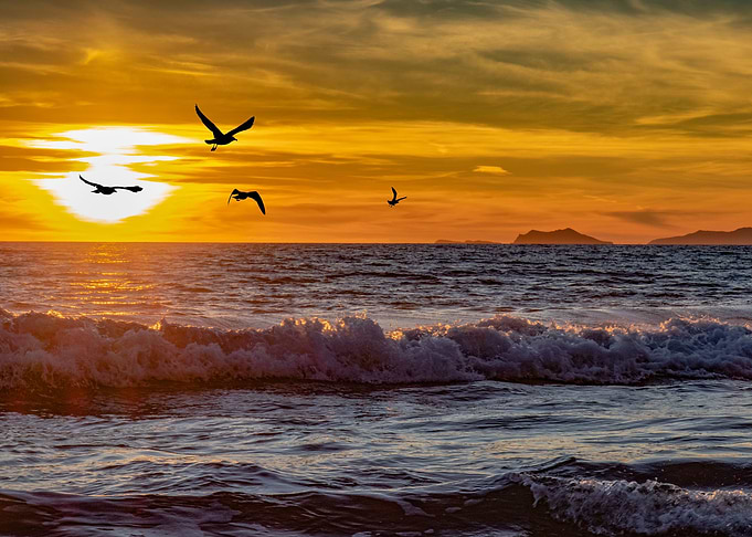 Sunset and seagulls