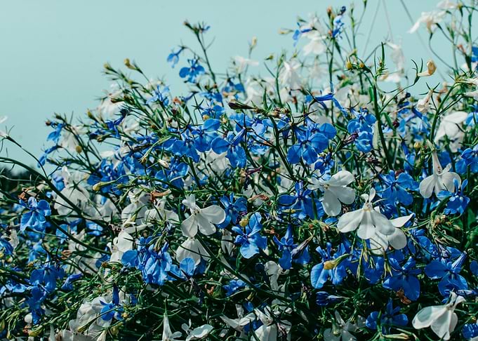 Blue Summer Flowers