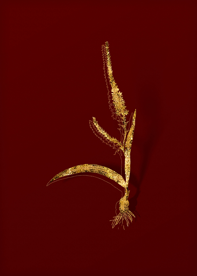Gold Botanical on Red