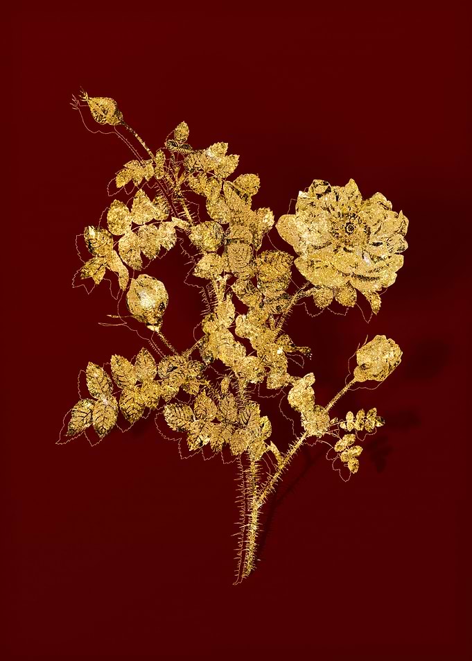 Gold Botanical on Red