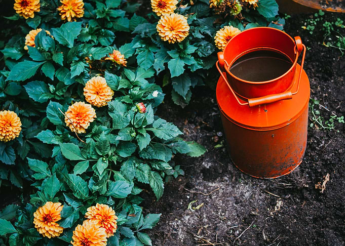 Orange Milk Can Garden