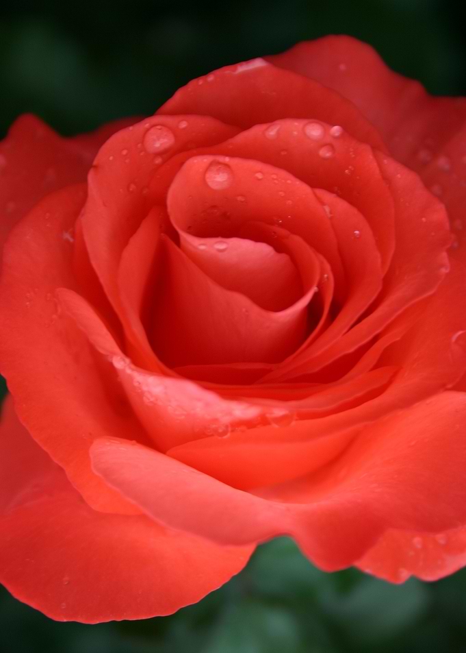 Sunset Rose