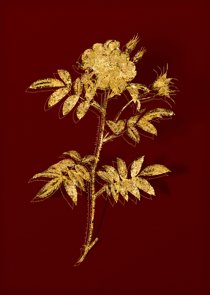 Gold Botanical on Red