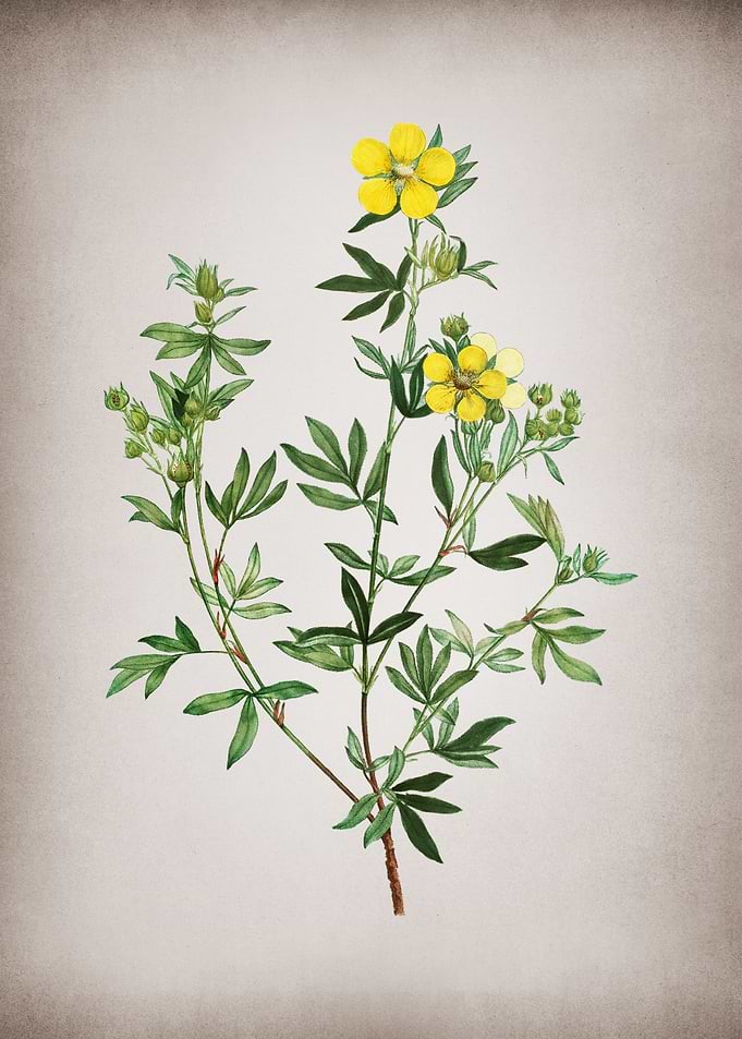 Vintage Yellow Buttercup