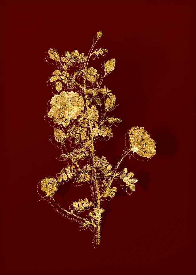 Gold Botanical on Red