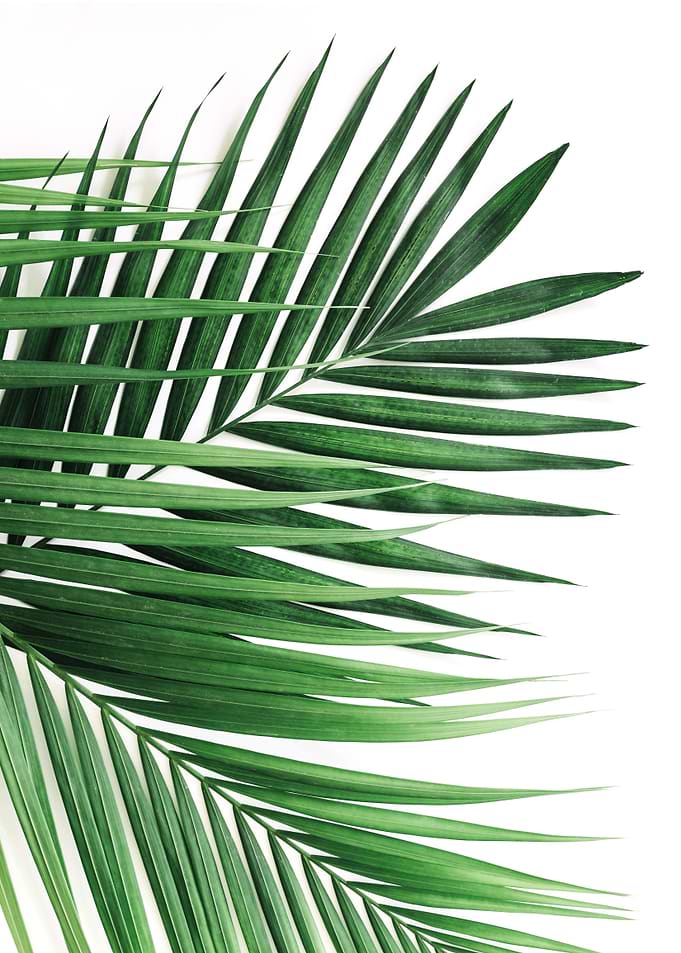 Leaf