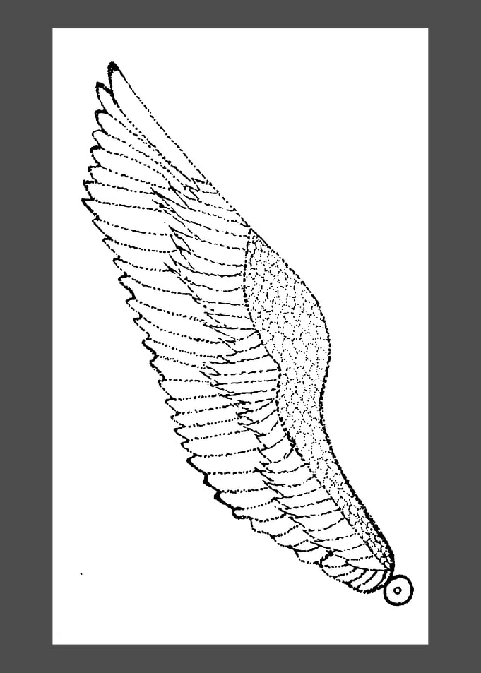 ANGEL WINGS