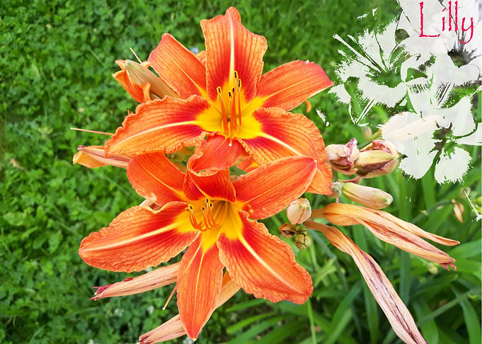 Summer Lilly