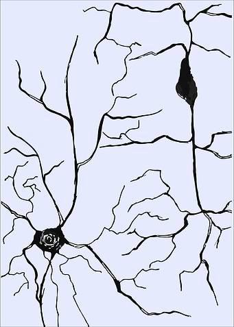 Cobweb Neurons