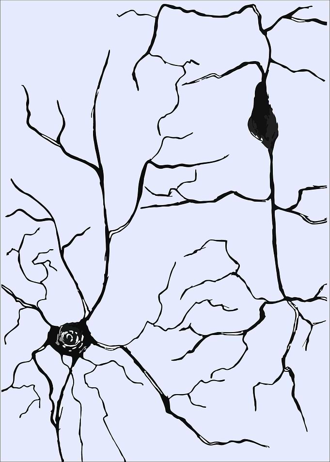 Cobweb Neurons