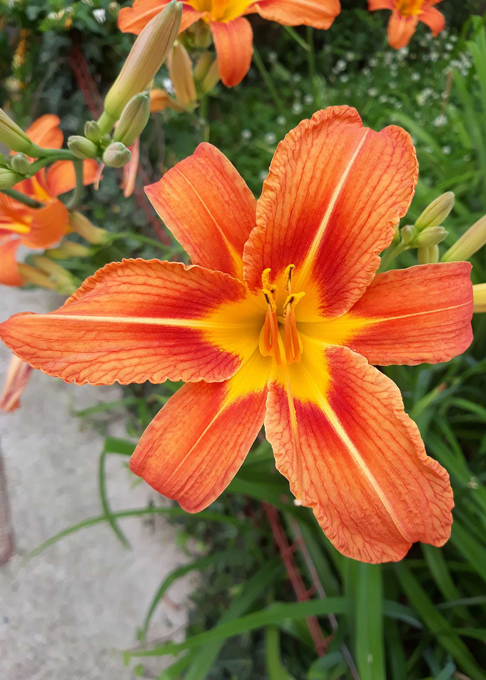 Lilly