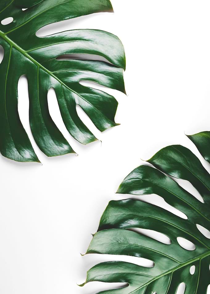 Leaf