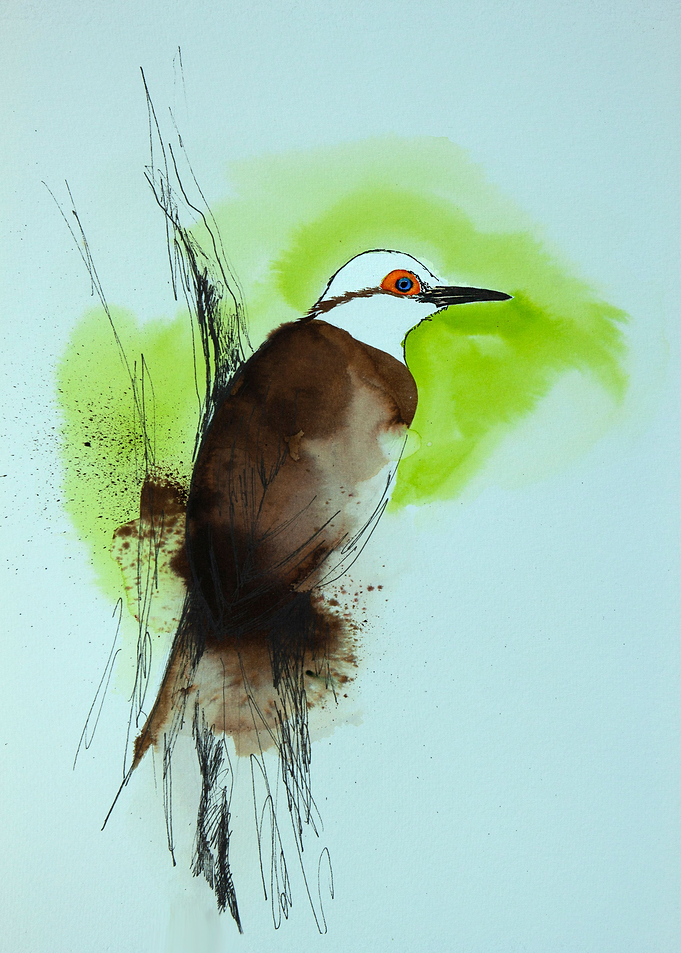 Curious bird