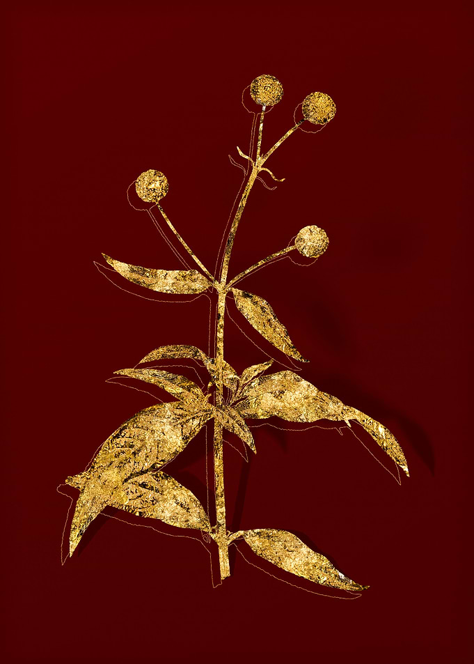 Gold Botanical on Red