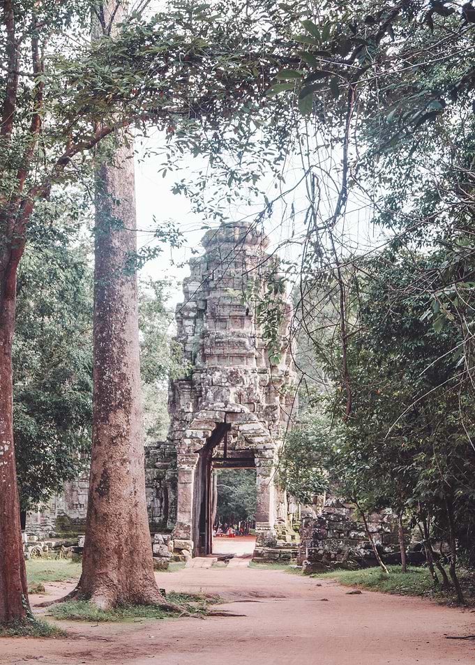 Jungle Walks