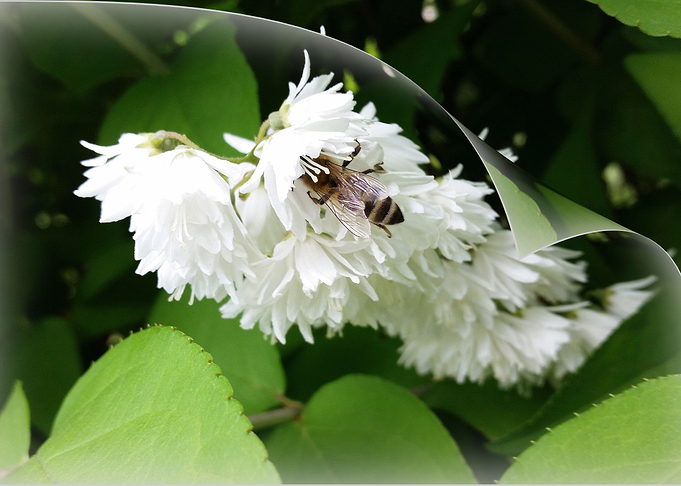 A bee on one page