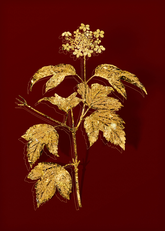 Gold Flora on Red
