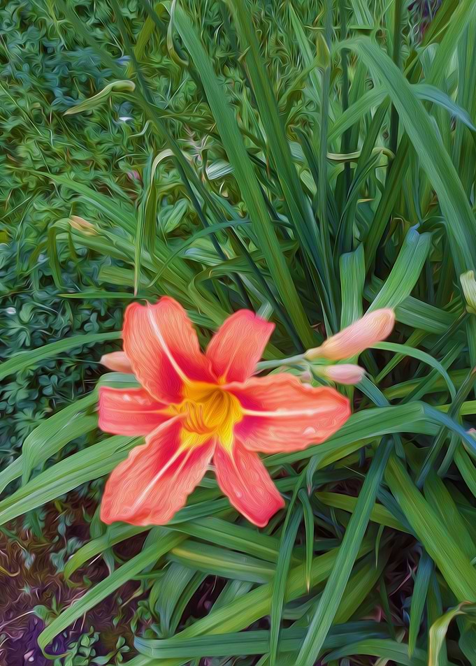 Lilly vibrance