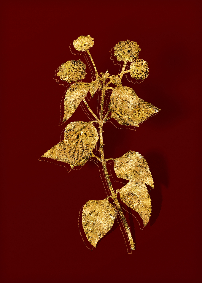Gold Botanical on Red