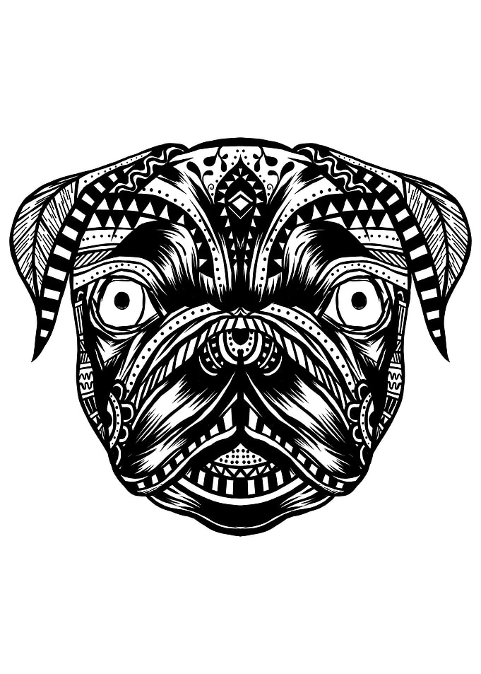 Lovely Pug