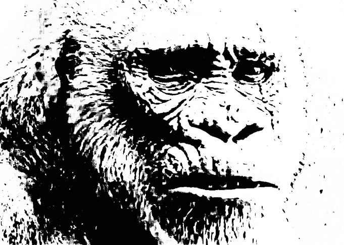 White gorilla head