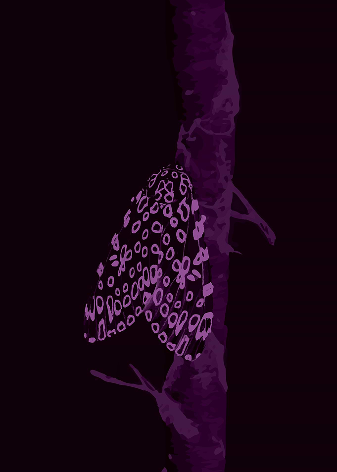 Purple Moth