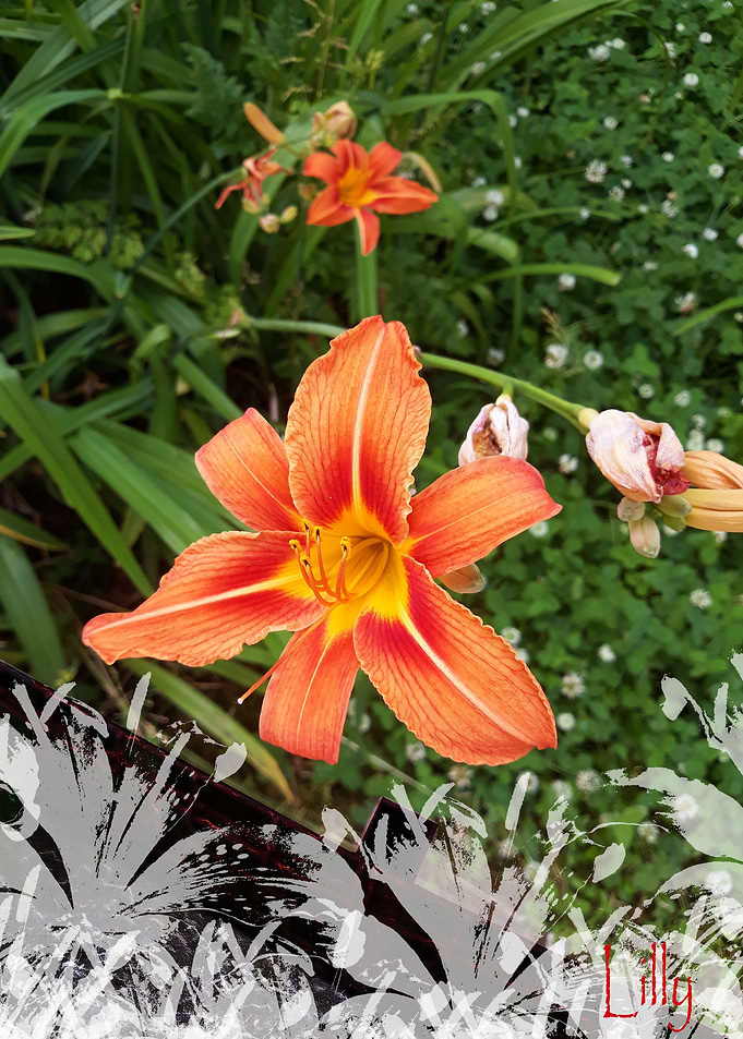 Lilly wonder