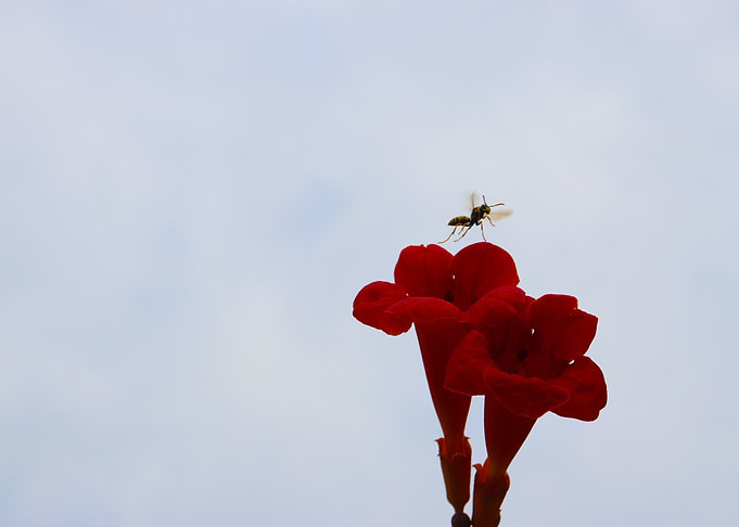 Hornet flying