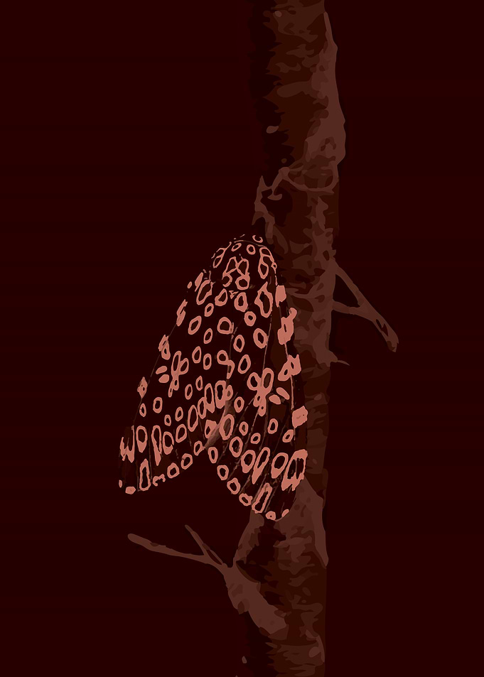 Red Moth